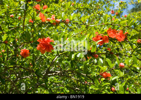 Blüten in ein Granatapfelbaum (Punica Granatum). Fleurs de Grenadier (Punica Granatum). Stockfoto
