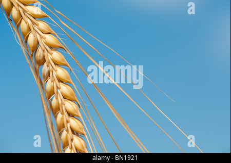 Hordeum vulgare. Einzelne Gerste Stammzellen vor blauem Himmel Reifung Stockfoto