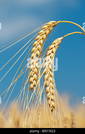 Gerste Getreide Reifung in einem Felder vor einem blauen Himmel. Oxfordshire, England Stockfoto