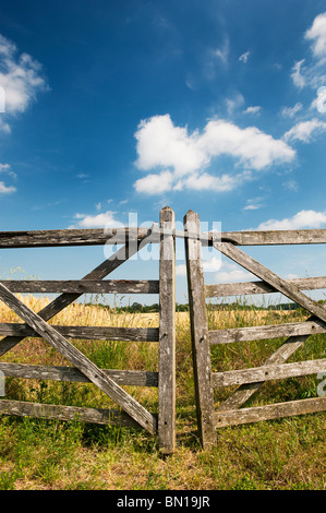 Alte fünf bar Holz- toren vor ein Feld von Gerste in der englischen Landschaft. Oxfordshire, England Stockfoto