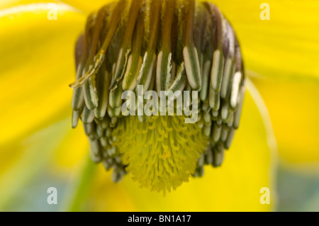 Detail der Clematis Tangutica Blume Nahaufnahme Stockfoto