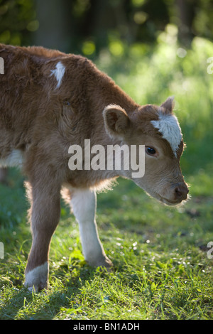 junge gemeinsame Kuh - Bos Primigenius Taurus Stockfoto