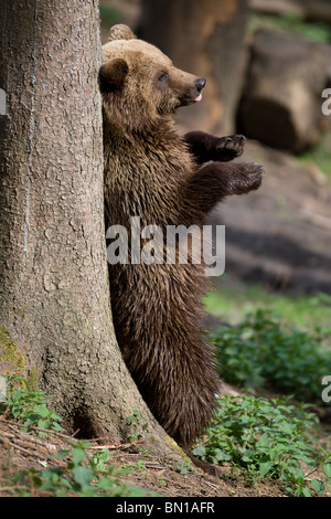 europäischer Braunbär rieb seinen Rücken - Ursus arctos Stockfoto