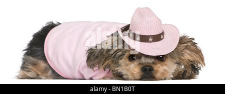 Yorkshire-Terrier, 2 Jahre alt, gekleidet und trägt einen rosa Cowboy Hut vor weißem Hintergrund liegen Stockfoto