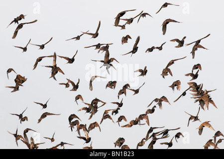 Eine Schar von Staren im Flug Sturnus vulgarisms Sturnidae. Stockfoto