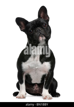 Französische Bulldogge, 11 Monate alt, sitzt vor weißem Hintergrund Stockfoto
