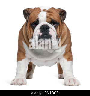 Englische Bulldogge, 2 Jahre alt, steht man vor weißem Hintergrund Stockfoto