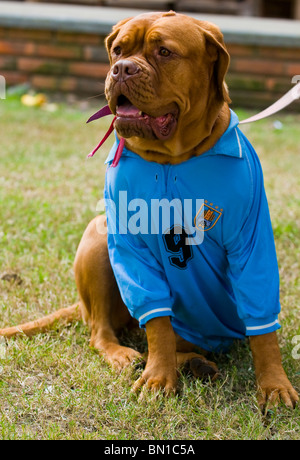 Hund trägt uruguayischen Fußballtrikot feiert das erste Viertelfinale in 40 Jahren nach einem Sieg über Südkorea Stockfoto