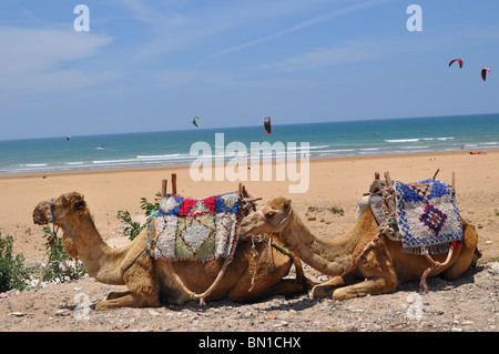 Kamele bei Sidi Kaouki Beach Stockfoto