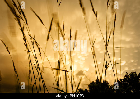 Wind geblasen Grass Silhouette im Vordergrund mit Mammatus Wolken aus einem Clearing Sturm oben. Stockfoto