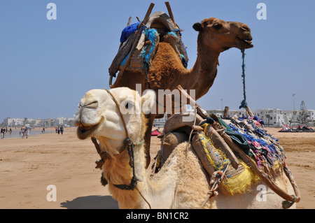 Kamele am Strand von Essaouira, Marokko Stockfoto