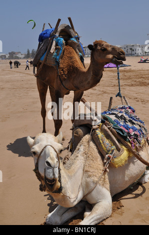 Kamele am Strand von Essaouira, Marokko Stockfoto