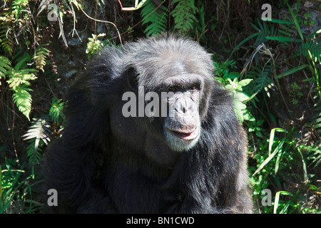 Schimpansen (Pan Höhlenwohnungen) im Miami Metro Zoo Stockfoto