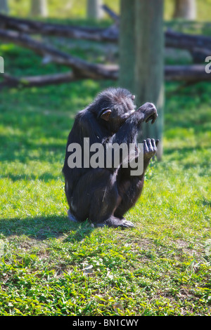 Schimpansen (Pan Höhlenwohnungen) im Miami Metro Zoo Stockfoto