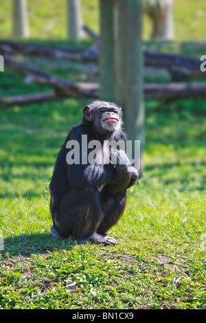 Schimpansen (Pan Höhlenwohnungen) im Miami Metro Zoo Stockfoto