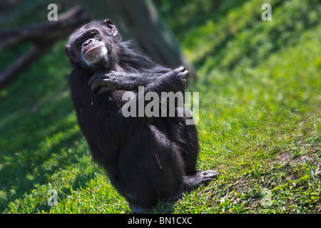 Schimpansen (Pan Höhlenwohnungen) im Miami Metro Zoo Stockfoto