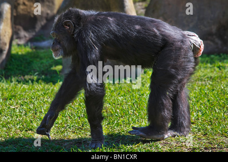 Schimpansen (Pan Höhlenwohnungen) im Miami Metro Zoo Stockfoto