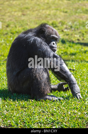 Schimpansen (Pan Höhlenwohnungen) im Miami Metro Zoo Stockfoto