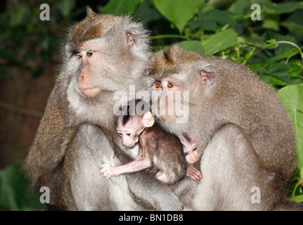 Zwei weibliche Langschwanzmakaken oder Krabben essen Makaken, Macaca Fascicularis, mit ihren winzigen Babys bergende dazwischen. Stockfoto