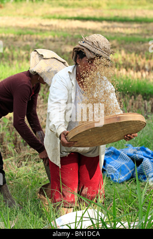 Frauen arbeiten in den Bereichen während der Reisernte in der Nähe von Ubud, Bali, die Körner aus den Schalen zu trennen ist der Reis ausgestreut. Stockfoto