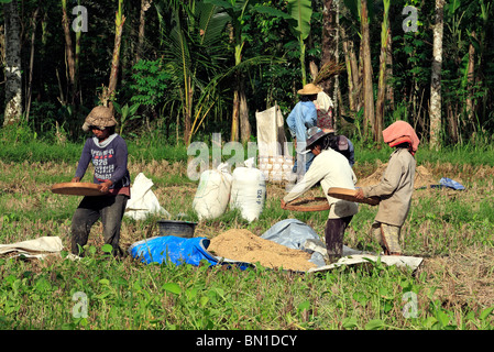 Frauen arbeiten in den Bereichen während der Reisernte in der Nähe von Ubud, Bali, die Körner aus den Schalen zu trennen ist der Reis ausgestreut. Stockfoto