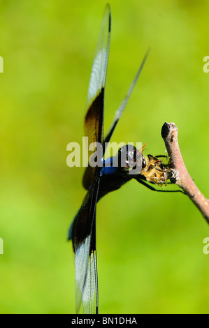 Männlich-Witwe Abstreicheisen Libelle ruht auf einem Zweig eine Biene zu essen. Stockfoto