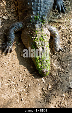 Teich Unkraut bedeckt amerikanischer Alligator (Alligator Mississippiensis) Sonnen am Schmutz bank Stockfoto