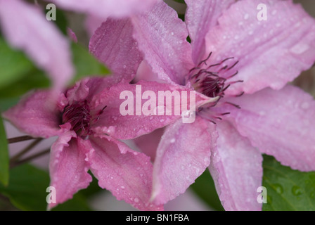 Clematis Hagley Hybrid Stockfoto