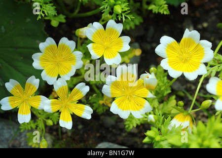 Pochiertes Ei Pflanze Limnanthes douglasii Stockfoto