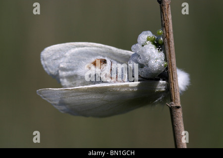 White Satin Moth Leucoma Salicis weibliche Verlegung Ei nehmen an The Sefton Küste, Merseyside, UK Stockfoto