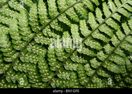 Bracken Wedel zeigen, entwickeln Sporen am Ynys Hir RSPB Reserve, Wales Stockfoto