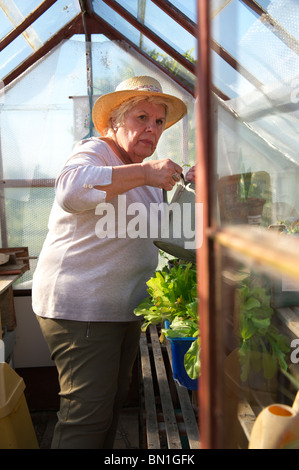 Mittlere gealterte Dame trägt einen Hut, gießen ihre Pflanzen in einem Gewächshaus altmodische Stockfoto