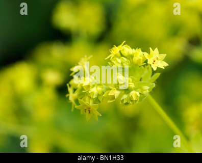 Blumen von Alchemilla Mollis Frauenmantel. Stockfoto