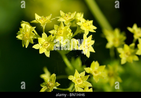 Blumen von Alchemilla Mollis Frauenmantel. Stockfoto