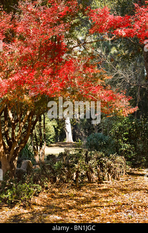 Leuchtend orange Laub der Ahornbaum im Herbst. Pietermaritzburg, KwaZulu Natal, Südafrika. Stockfoto