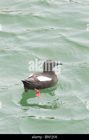 Black Guillemot, Cepphus Grylle, Schwimmen im Hafen, Portpatrick, Schottland. Stockfoto