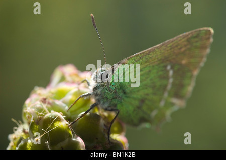 Grüner Zipfelfalter (Callophrys Rubi) Stockfoto