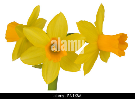 Narzisse, gelbe Narzissen, Narcissus Blume, Narzisse auf "weißen Hintergrund" Stockfoto