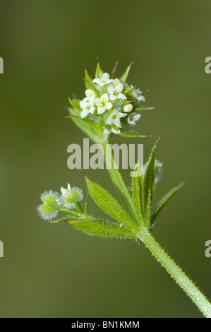 Hackmesser (Galium Aparine) Stockfoto