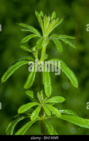 Hackmesser (Galium Aparine) Stockfoto