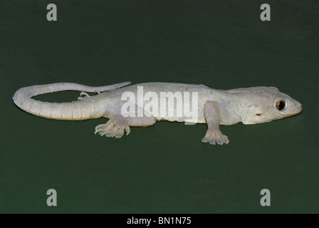 Bauche Haus Gecko, Hemidactylus Flaviviridis, Indien Stockfoto