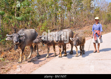 Landwirt zu Fuß mit seinen Wasserbüffel auf der Straße im Isan, ist es Thailands ärmste Region. Stockfoto