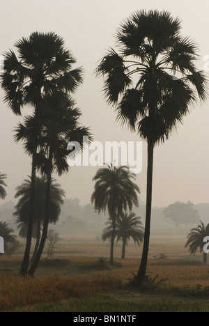 Borassus Flabellifer, Taad oder Palmyra Palmen im Nebel, Bankuda Bezirk. W-Bengalen Stockfoto