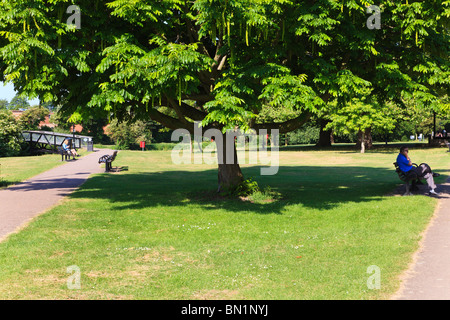 Ein Mann sitzt unter einem kaukasischen Wingnut - Pterocarya Fraxinifolia im Park auf Mühle Wiesen, Bedford, Bedfordshire, UK Stockfoto