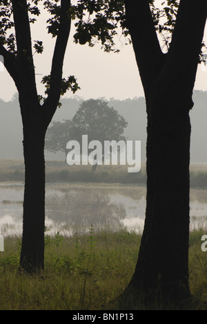 Bäume im Morgennebel, Kanha Nationalpark Stockfoto