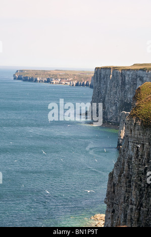 Klippen bei Bempton RSPB Reserve mit Blick auf Flamborough Head Stockfoto