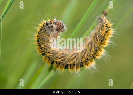 Grass Eggar Falter Raupe (Lasiocampa Trifolii) Stockfoto