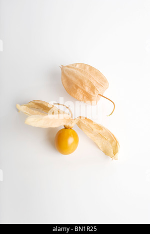 Kap-Stachelbeere (Physalis Peruviana) Stockfoto