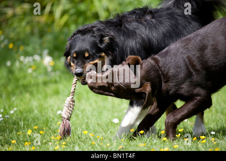 Hunde spielen Border Collie und brauner Labrador spielen Portesham, Dorset, Großbritannien Stockfoto