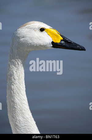 Bewick Schwan Cygnus Columbarius Porträt des einzigen Erwachsenen UK Stockfoto